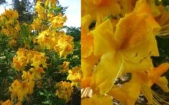 King's Wizard Aromi Azalea (Rhododendron Hybrid) - 1 Gallon Pot -Garden Plant Shop Native Azalea Kings Wizard 4