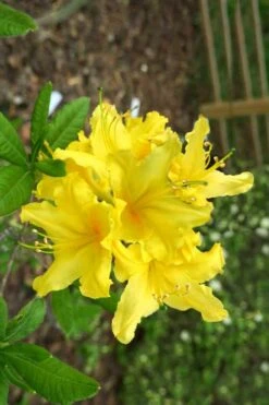Lemonade Aromi Azalea (Rhododendron Hybrid) - 3 Gallon Pot -Garden Plant Shop Native Azalea Lemonade 10