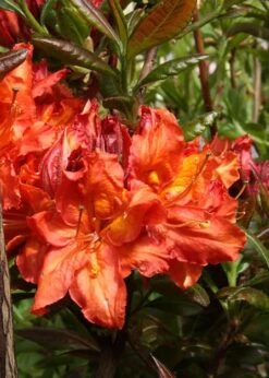 Mary Poppins Azalea (Rhododendron) - 3 Gallon Pot 8 Mary Poppins Azalea (Rhododendron) - 3 Gallon Pot -Garden Plant Shop Native Azalea Mary Poppins 5 1