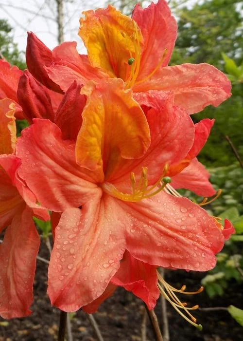 Mary Poppins Azalea (Rhododendron) - 3 Gallon Pot 1 Mary Poppins Azalea (Rhododendron) - 3 Gallon Pot