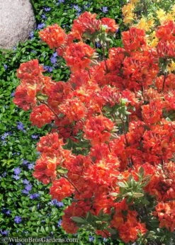 Mary Poppins Azalea (Rhododendron) - 5 Gallon Pot -Garden Plant Shop Native Azalea Mary Poppins 6