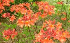 Mauvilla Gold Aromi Azalea (Rhododendron Hybrid) - 1 Gallon Pot -Garden Plant Shop Native Azalea Mauvila Gold 1