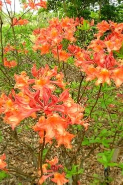 Mauvilla Gold Aromi Azalea (Rhododendron Hybrid) - 3 Gallon Pot -Garden Plant Shop Native Azalea Mauvila Gold 2 1