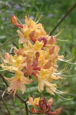 My Mary Native Azalea (Rhododendron) - 1 Gallon Pot -Garden Plant Shop Native Azalea My Mary 10 1