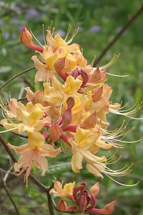 My Mary Native Azalea (Rhododendron) - 3 Gallon Pot 5 My Mary Native Azalea (Rhododendron) - 3 Gallon Pot - Image 5
