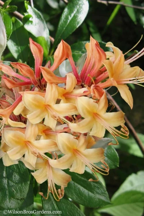 My Mary Native Azalea (Rhododendron) - 3 Gallon Pot 1 My Mary Native Azalea (Rhododendron) - 3 Gallon Pot