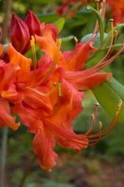 Oconee Native Azalea - Rhododendron Flammeum Speciosum - 1 Gallon Pot -Garden Plant Shop Native Azalea Oconee Flammeum 12