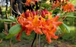 Oconee Native Azalea - Rhododendron Flammeum Speciosum - 3 Gallon Pot -Garden Plant Shop Native Azalea Oconee Flammeum 20 1