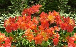 Oconee Native Azalea - Rhododendron Flammeum Speciosum - 3 Gallon Pot -Garden Plant Shop Native Azalea Oconee Flammeum 4 1