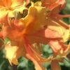 Orange Marmalade Native Azalea - 1 Gallon Pot