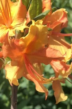 Orange Marmalade Native Azalea - 3 Gallon Pot