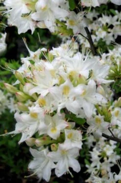 Pete McNees White Native Azalea - Rhododendron Albamanense - 3 Gallon Pot -Garden Plant Shop Native Azalea Pete McNees 1