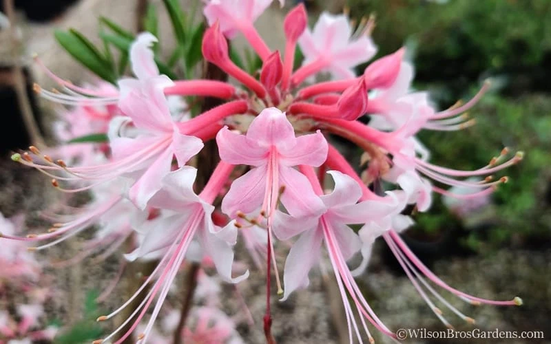 Varnadoes Phlox Pink Native Azalea - Rhododendron Canescens - 3 Gallon Pot 11 Varnadoes Phlox Pink Native Azalea - Rhododendron Canescens - 3 Gallon Pot - Image 11
