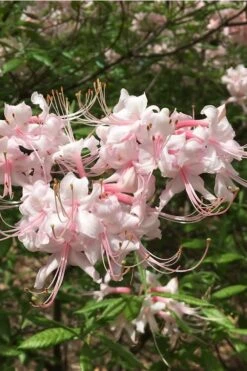 Pink Alabama Native Azalea - Rhododendron - 3 Gallon Pot -Garden Plant Shop Native Azalea Pink Alabamense 5