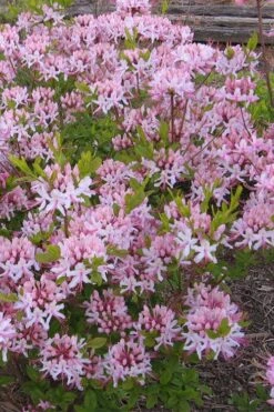 Pinxterbloom Azalea (Rhododendron Periclymenoides) - 3 Gallon Pot -Garden Plant Shop Native Azalea Pinxterbloom 1