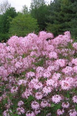 Pinxterbloom Azalea (Rhododendron Periclymenoides) - 3 Gallon Pot -Garden Plant Shop Native Azalea Pinxterbloom 3