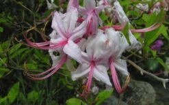 Pinxterbloom Azalea (Rhododendron Periclymenoides) - 3 Gallon Pot -Garden Plant Shop Native Azalea Pinxterbloom 5