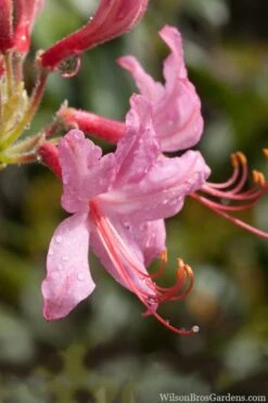 Pinxterbloom Azalea (Rhododendron Periclymenoides) - 3 Gallon Pot -Garden Plant Shop Native Azalea Pinxterbloom 8