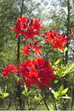 Radiant Red Aromi Azalea (Rhododendron Hybrid) - 1 Gallon Pot -Garden Plant Shop Native Azalea Radiant Red 6 2