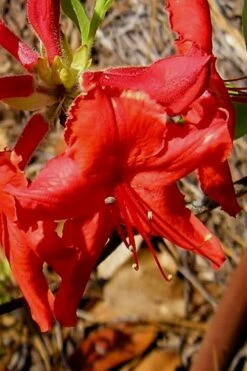 Radiant Red Aromi Azalea (Rhododendron Hybrid) - 1 Gallon Pot -Garden Plant Shop Native Azalea Radiant Red 7