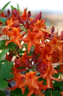 Red Pepper Aromi Azalea (Rhododendron Hybrid) - 3 Gallon Pot -Garden Plant Shop Native Azalea Red Pepper 1 1