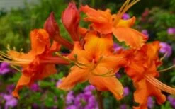 Red Pepper Aromi Azalea (Rhododendron Hybrid) - 1 Gallon Pot -Garden Plant Shop Native Azalea Red Pepper 2