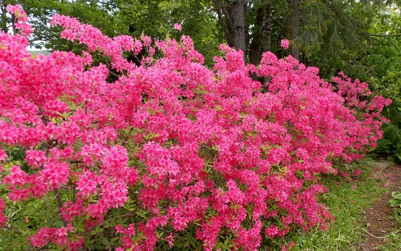 Rosy Lights Cold Hardy Azalea (Rhododendron) - 3 Gallon Pot 5 Rosy Lights Cold Hardy Azalea (Rhododendron) - 3 Gallon Pot - Image 5
