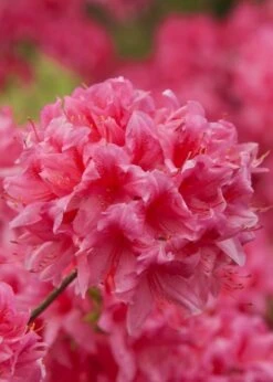 Rosy Lights Cold Hardy Azalea (Rhododendron) - 1 Gallon Pot 8 Rosy Lights Cold Hardy Azalea (Rhododendron) - 1 Gallon Pot -Garden Plant Shop Native Azalea Rosy Lights 6 1