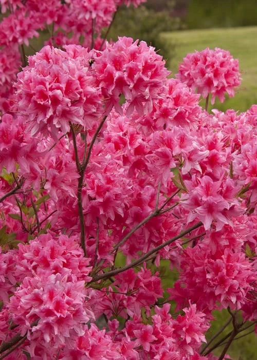 Rosy Lights Cold Hardy Azalea (Rhododendron) - 1 Gallon Pot 1 Rosy Lights Cold Hardy Azalea (Rhododendron) - 1 Gallon Pot