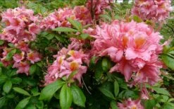 Samford Sorbet Native Azalea (Rhododendron) - 3 Gallon Pot -Garden Plant Shop Native Azalea Samford Sorbet 1