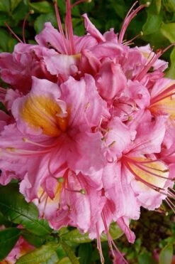 Samford Sorbet Native Azalea (Rhododendron) - 3 Gallon Pot -Garden Plant Shop Native Azalea Samford Sorbet 10