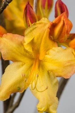 Solar Flare Sunbow Azalea - 3 Gallon Pot -Garden Plant Shop Native Azalea Solar Flare Sunbow BS