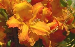 Solar Glow Sunbow Azalea - 2 Gallon Pot -Garden Plant Shop Native Azalea Solar Glow 2