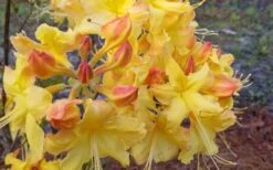 Solar Flare Sunbow Azalea - 3 Gallon Pot -Garden Plant Shop Native Azalea Solor Flare Sunbow 3