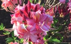 Southern Sunset Aromi Azalea (Rhododendron Hybrid) - 3 Gallon Pot -Garden Plant Shop Native Azalea Southern Sunset 2