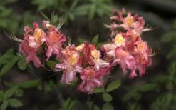 Southern Sunset Aromi Azalea (Rhododendron Hybrid) - 3 Gallon Pot -Garden Plant Shop Native Azalea Southern Sunset 4