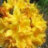 Spring Fanfare Aromi Azalea (Rhododendron Hybrid) - 1 Gallon Pot