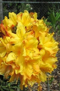 Spring Fanfare Aromi Azalea (Rhododendron Hybrid) - 3 Gallon Pot
