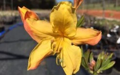 Spring Fanfare Aromi Azalea (Rhododendron Hybrid) - 1 Gallon Pot -Garden Plant Shop Native Azalea Spring Fanfare 3 1