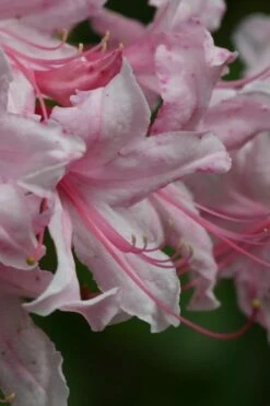 Spring Sensation Aromi Azalea (Rhododendron Hybrid) - 3 Gallon Pot -Garden Plant Shop Native Azalea Spring Sensation 2 1