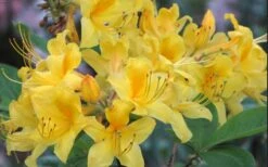 Sunny Side Up Aromi Azalea (Rhododendron Hybrid) - 1 Gallon Pot -Garden Plant Shop Native Azalea Sunny Side Up 5 1