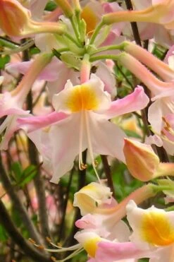 Touch Of Pink Aromi Azalea (Rhododendron Hybrid) - 3 Gallon Pot -Garden Plant Shop Native Azalea Touch Of Pink 2
