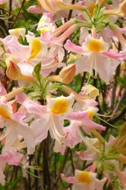 Touch Of Pink Aromi Azalea (Rhododendron Hybrid) - 3 Gallon Pot -Garden Plant Shop Native Azalea Touch Of Pink 4