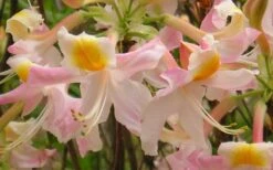 Touch Of Pink Aromi Azalea (Rhododendron Hybrid) - 3 Gallon Pot -Garden Plant Shop Native Azalea Touch Of Pink 5