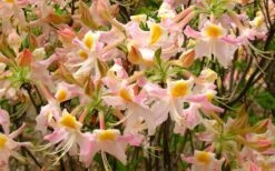 Touch Of Pink Aromi Azalea (Rhododendron Hybrid) - 3 Gallon Pot -Garden Plant Shop Native Azalea Touch Of Pink 7