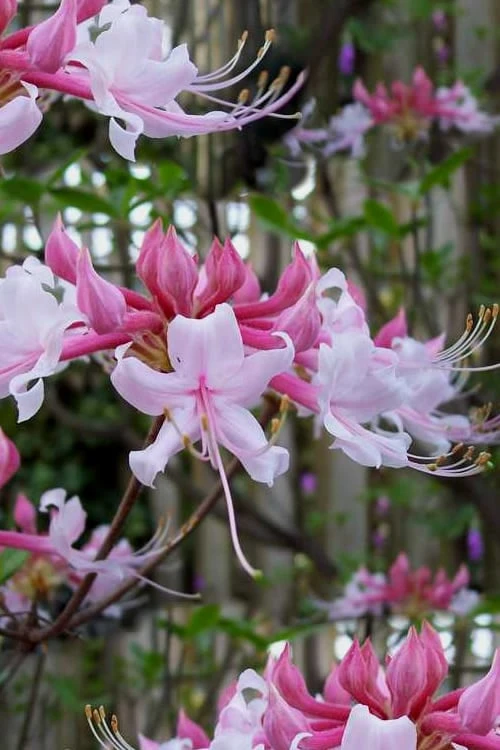 Varnadoes Phlox Pink Native Azalea - Rhododendron Canescens - 3 Gallon Pot 1 Varnadoes Phlox Pink Native Azalea - Rhododendron Canescens - 3 Gallon Pot