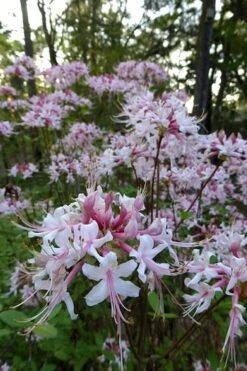 Varnadoes Phlox Pink Native Azalea - Rhododendron Canescens - 1 Gallon Pot 18 Varnadoes Phlox Pink Native Azalea - Rhododendron Canescens - 1 Gallon Pot -Garden Plant Shop Native Azalea Varnadoes Pink Phlox 54