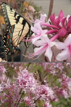 Varnadoes Phlox Pink Native Azalea - Rhododendron Canescens - 1 Gallon Pot 14 Varnadoes Phlox Pink Native Azalea - Rhododendron Canescens - 1 Gallon Pot -Garden Plant Shop Native Azalea Varnadoes Pink Phlox 55