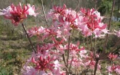 Varnadoes Phlox Pink Native Azalea - Rhododendron Canescens - 3 Gallon Pot 16 Varnadoes Phlox Pink Native Azalea - Rhododendron Canescens - 3 Gallon Pot -Garden Plant Shop Native Azalea Varnadoes pink Blooms 3 1