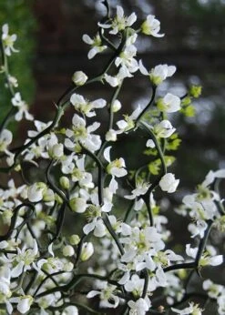 Flying Dragon Hardy Orange Tree - 7 Gallon Pot (3-4') -Garden Plant Shop Orange Flying Dragon 10 1